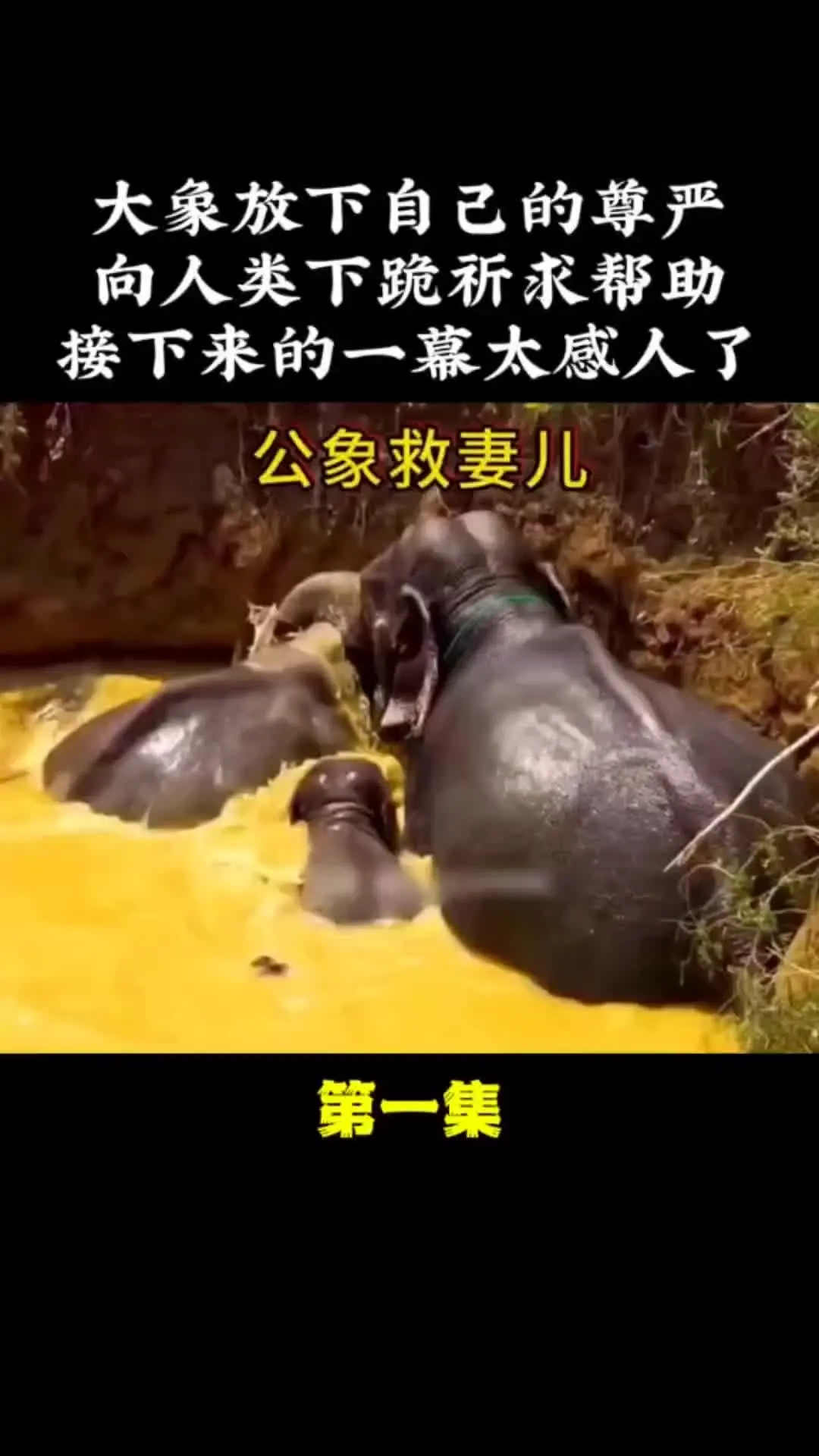 动物世界 动物解说 动物的迷惑行为 野生动物零距离