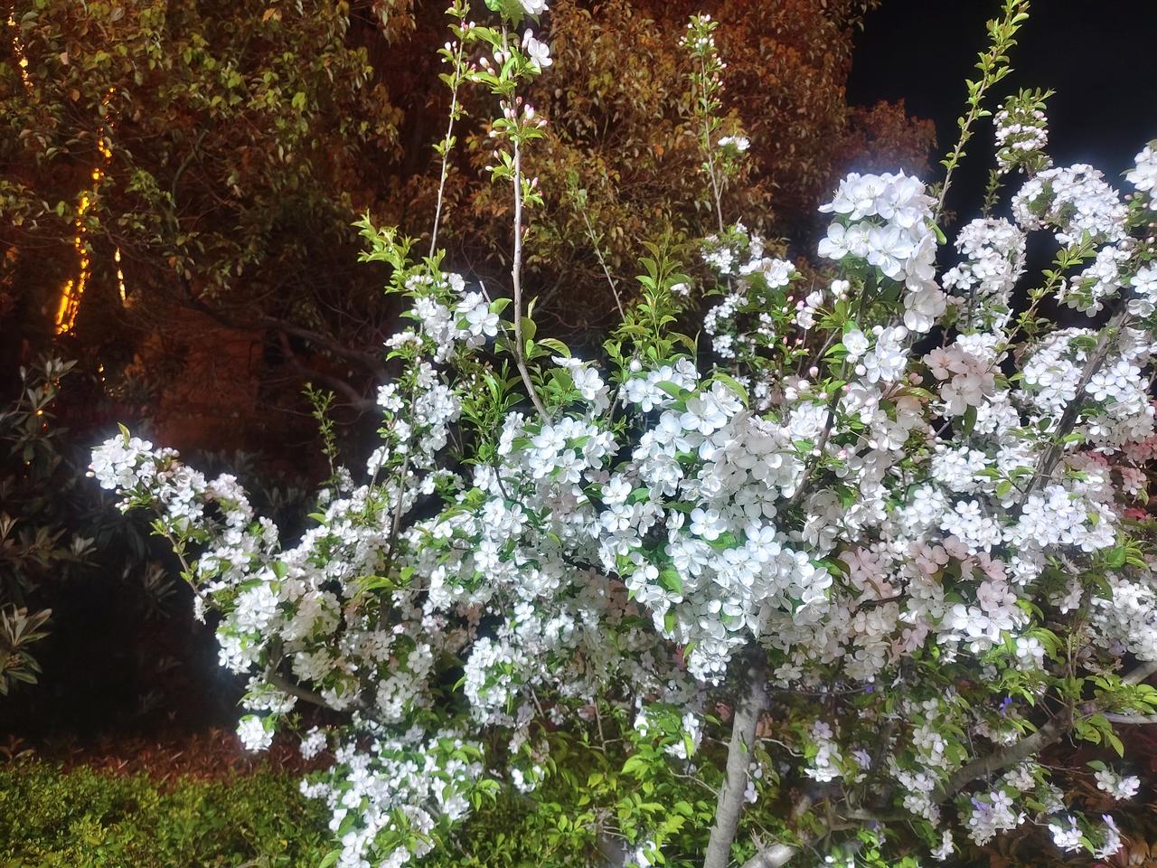今年春天最想实现的心愿 今年春天，我最想实现的心愿是去一场说走就走的旅行。我想去