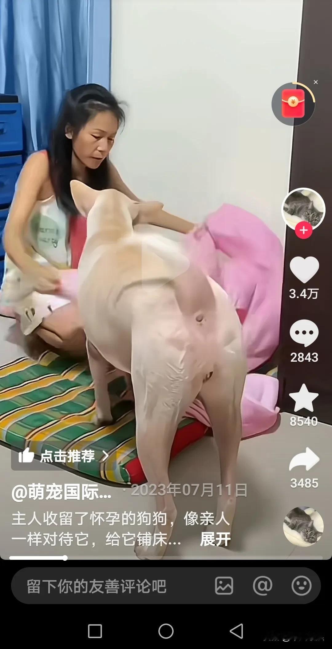 白狗怀孕了女主人无为不致关怀，给它铺垫棉被，放上二个玩具，晚上还给它盖上被子，就