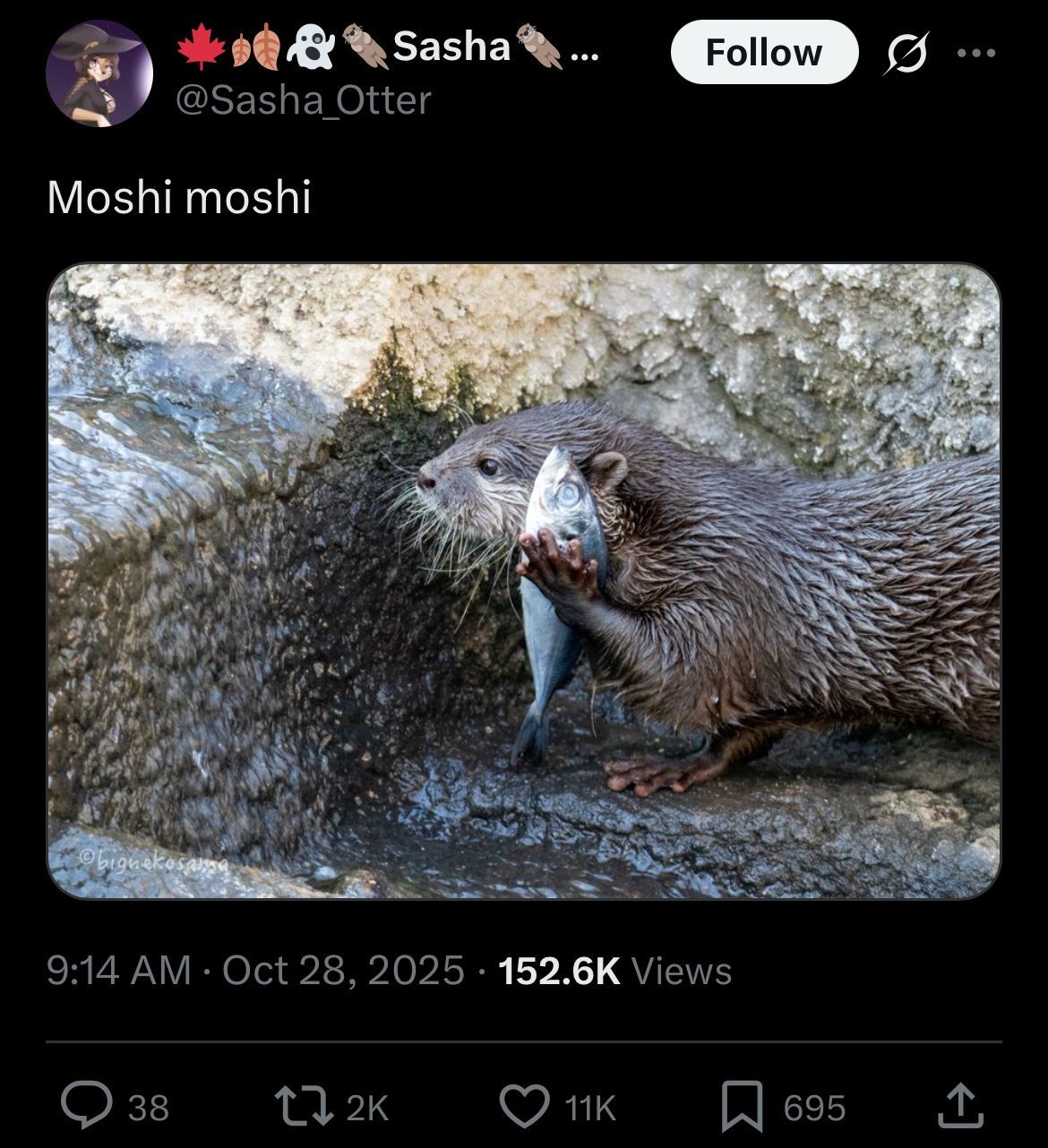 mofish mofish（9gag）哎呀