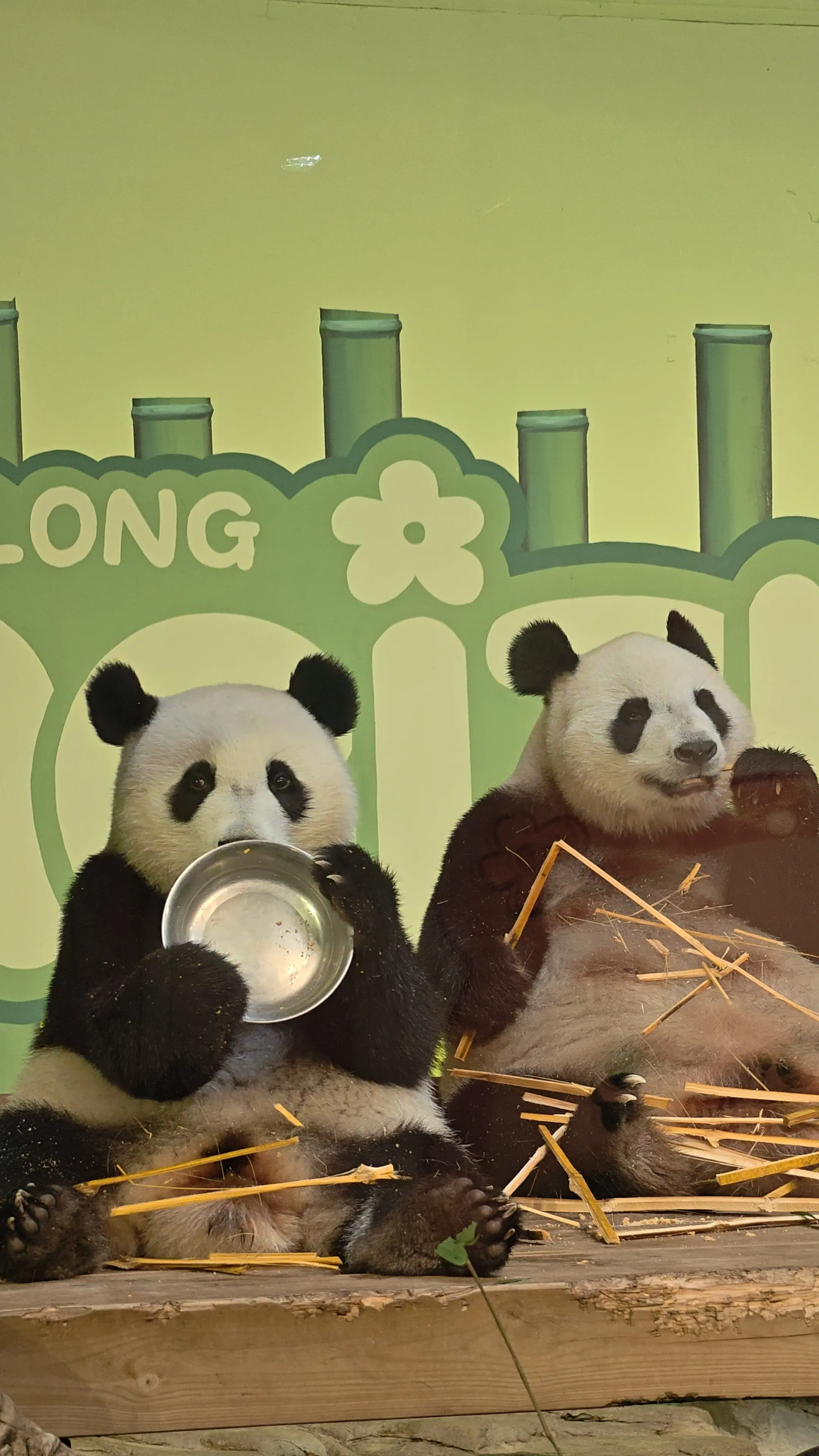 妹猪:快到我的碗里来。（妹猪长得真快啊，快追上萌萌咯。）