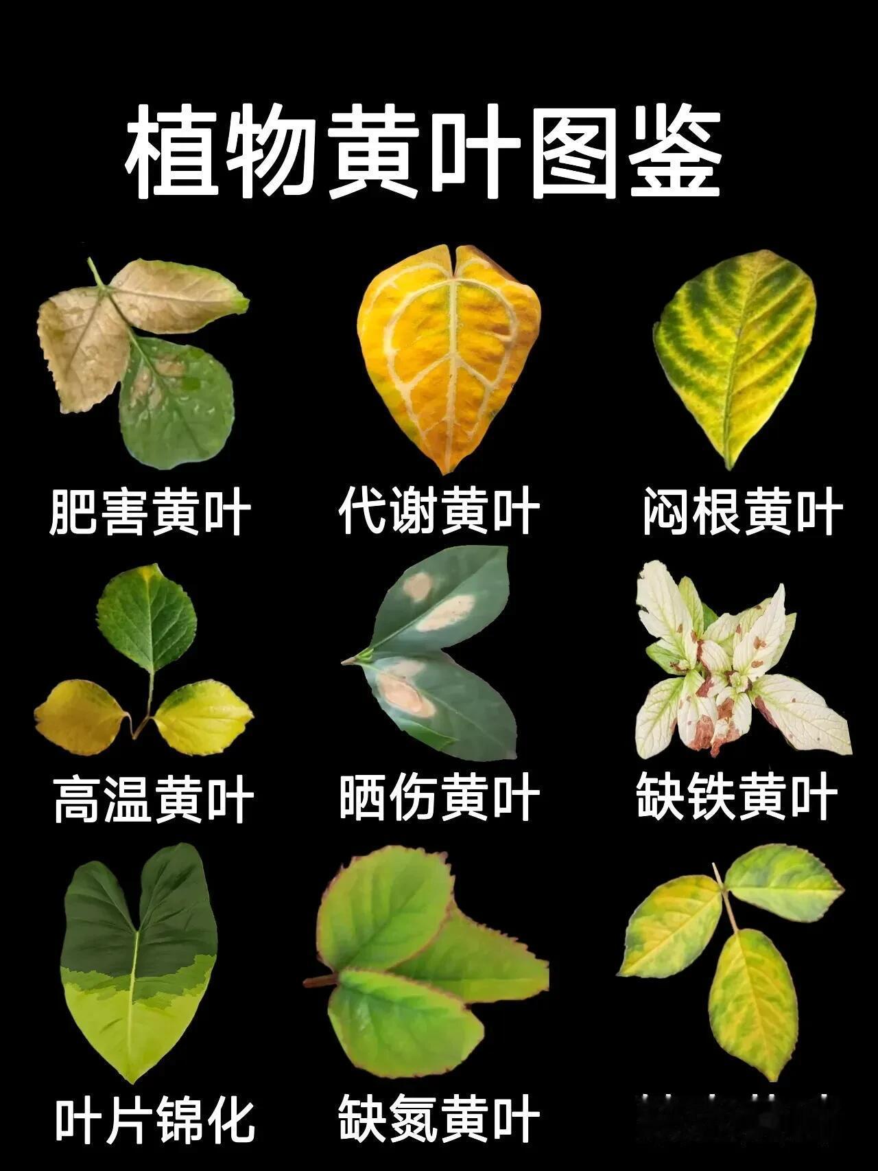 家里的绿植叶子发黄，是水浇多了还是缺肥？家里的绿植叶子发黄，确实很容易让人头疼。