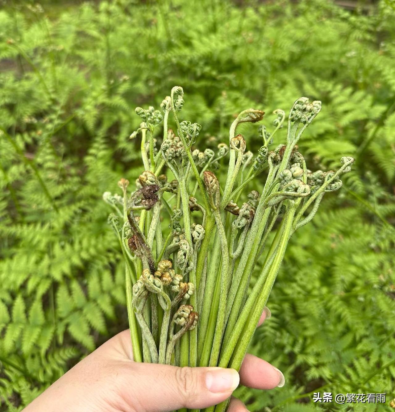 春天的蕨菜长得太快了