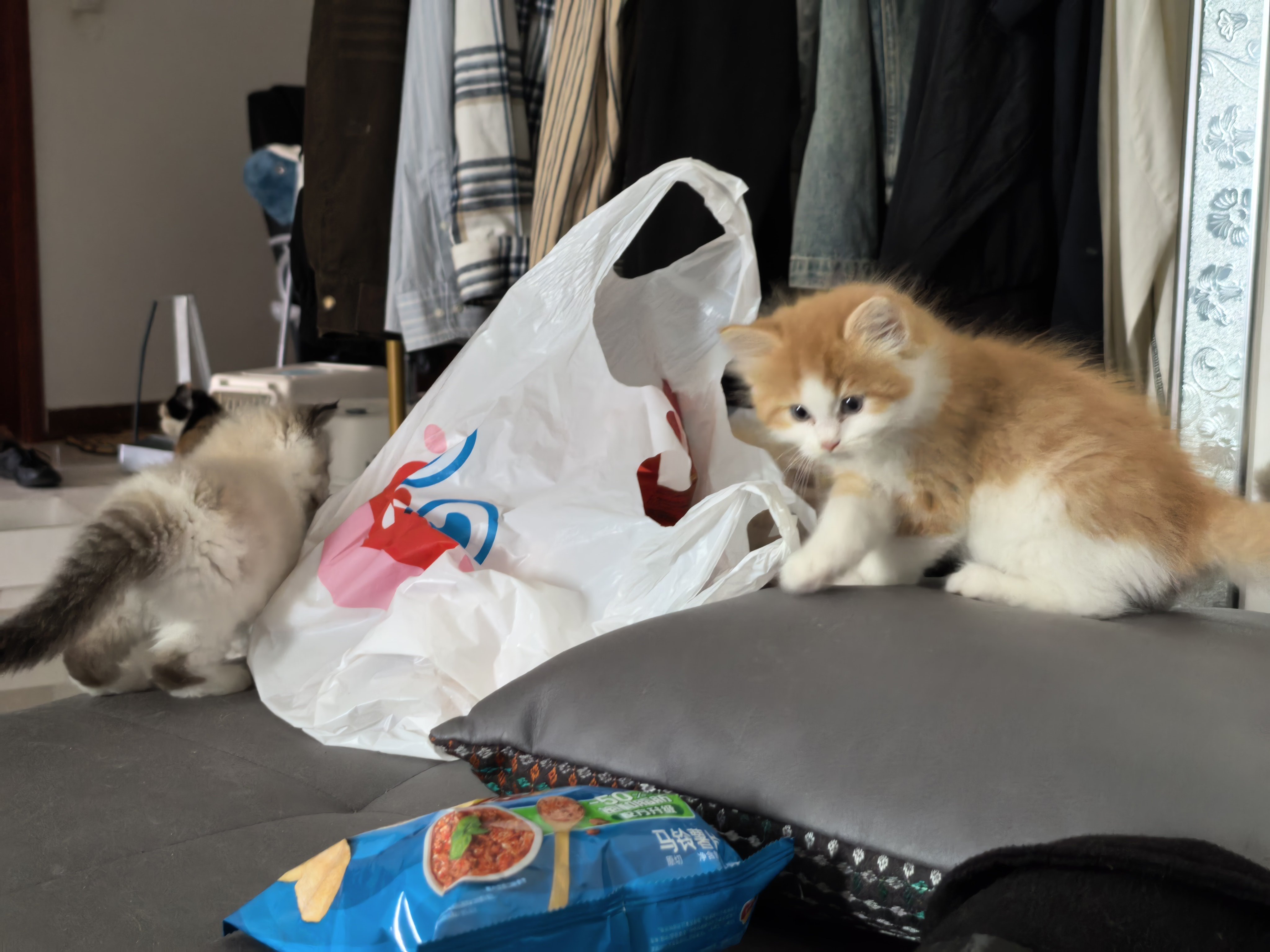 小猫这玩意谁研究出来的呢🤔 