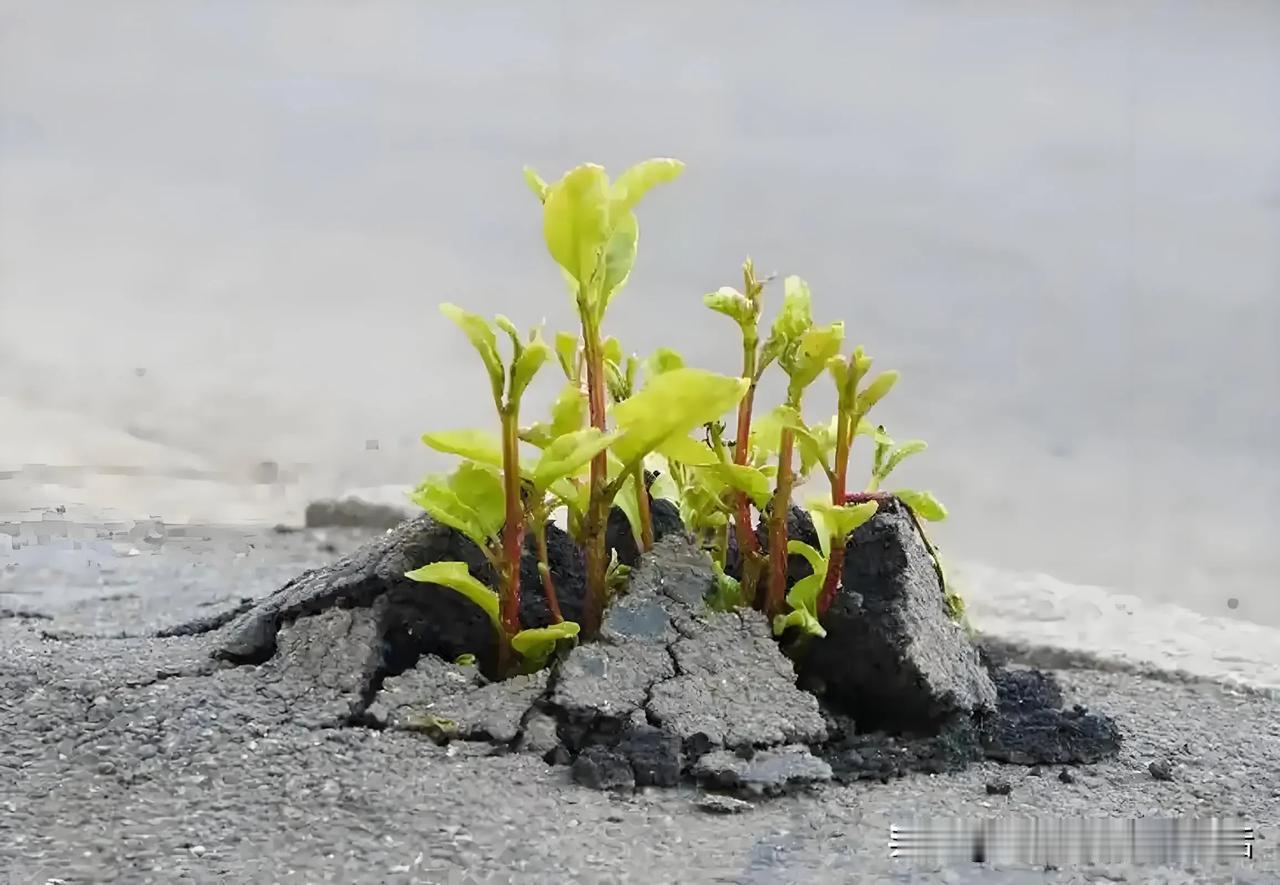 顽强生长的小绿苗，在裂缝中绽放希望！🌱🌱角落里的植物 摘叶后的新芽 植物成长