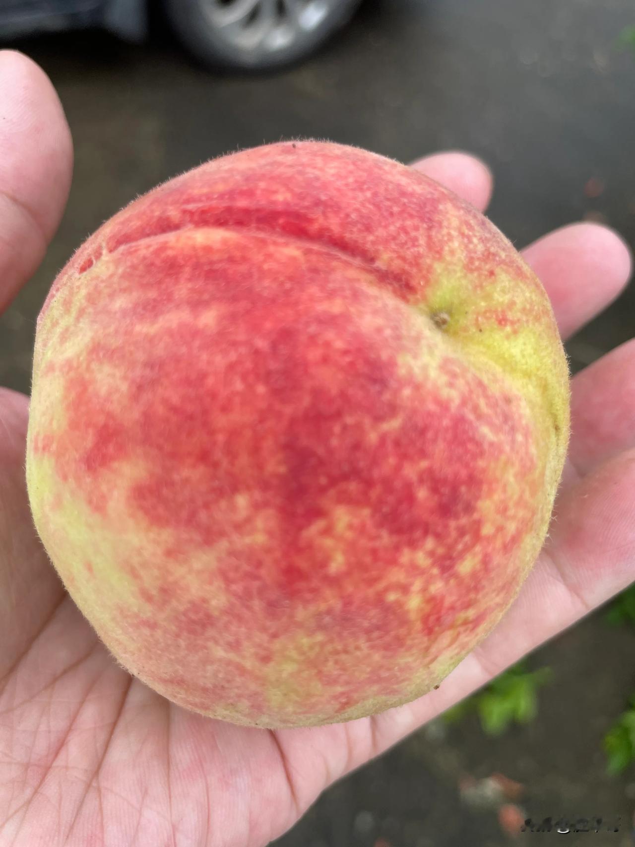 今年的果树不知道是怎么了，我所有种下的果树，唯独只有柿子树还算比较正常，结果率跟