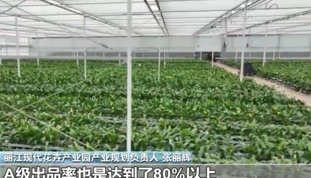 丽江现代花卉产业园的温室里，成片花卉长势喜人，工人们穿梭花丛中忙着采摘鲜切花。产