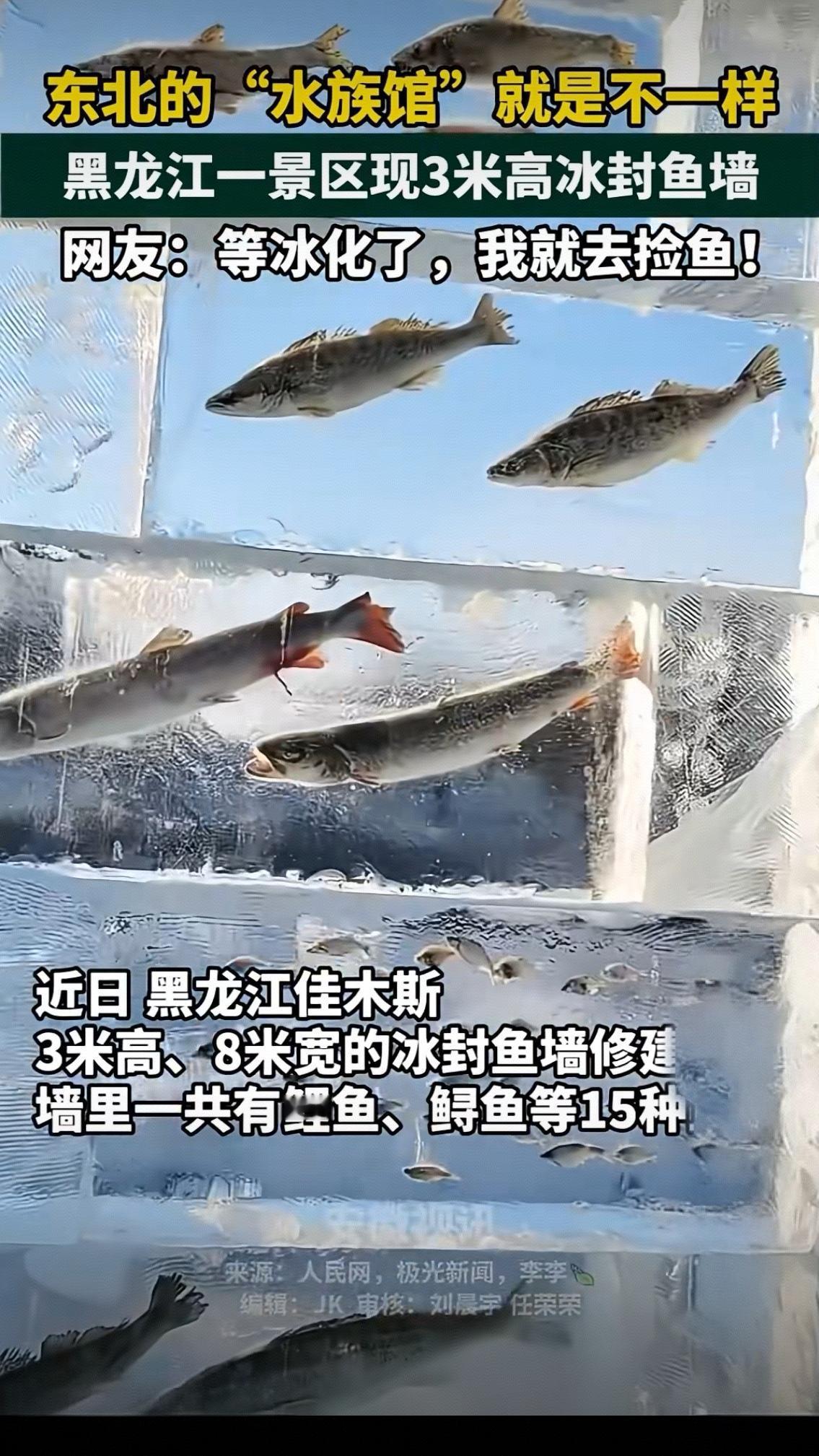 东北的“水族馆”就是不一样！黑龙江3米冰封鱼墙火了，网友：冰化了我去捡鱼
 
近