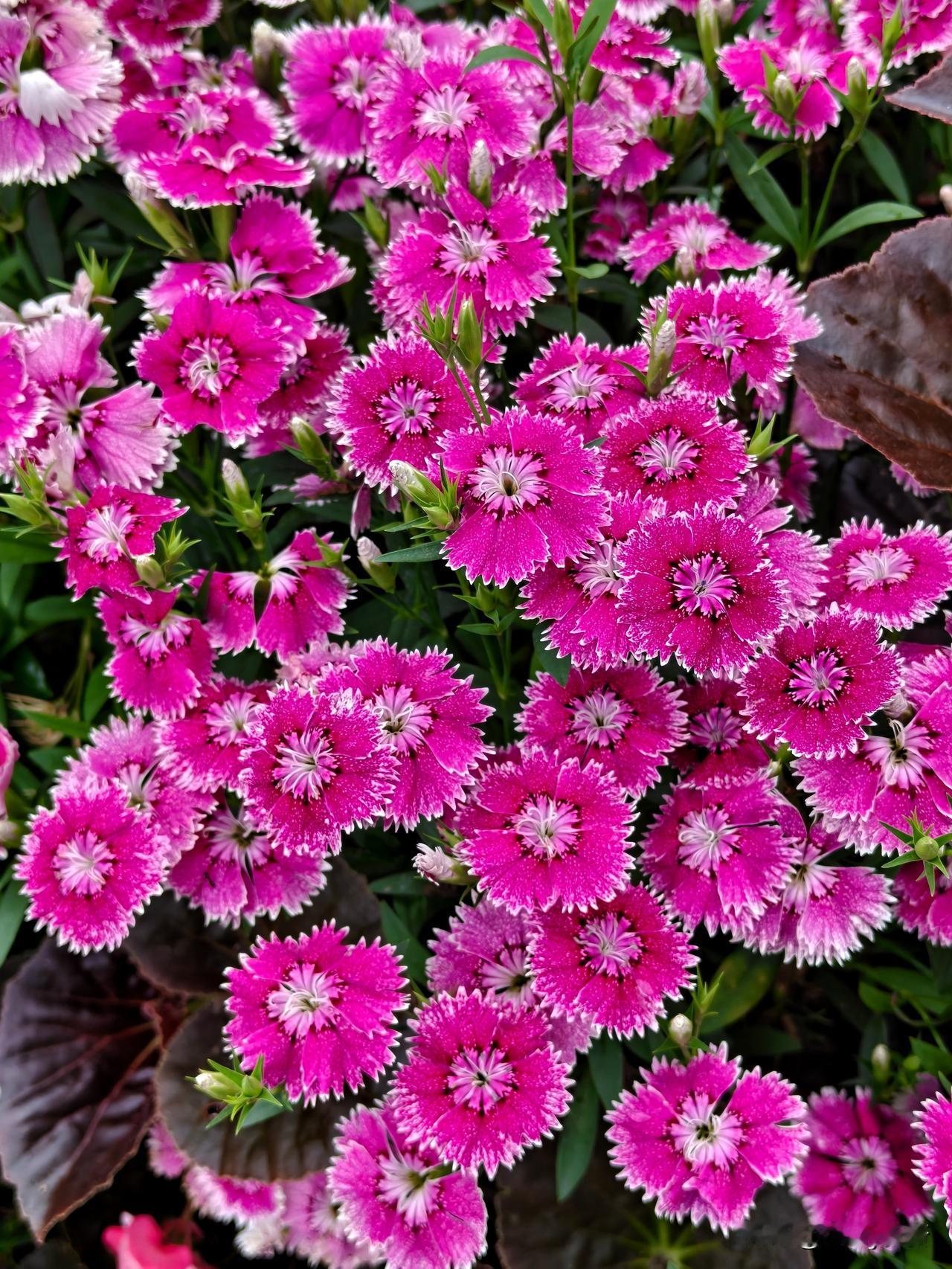 石竹花，不似牡丹雍容，不如玫瑰娇艳，却以一身清隽，在园间阶畔静静绽放，活成了草木