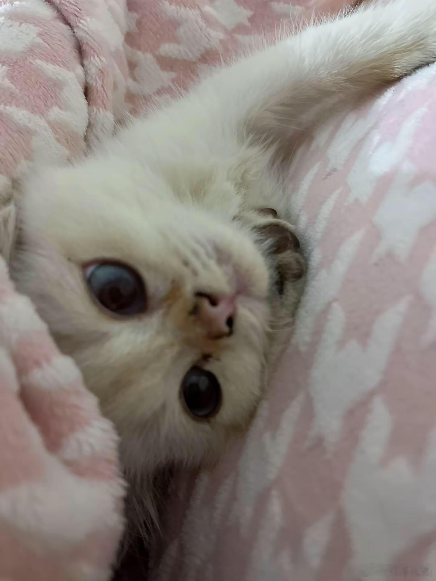 江西九江地震。网友说：突然发地震，咚得一声巨响吓猫一跳。天天修路，我第一反应还以