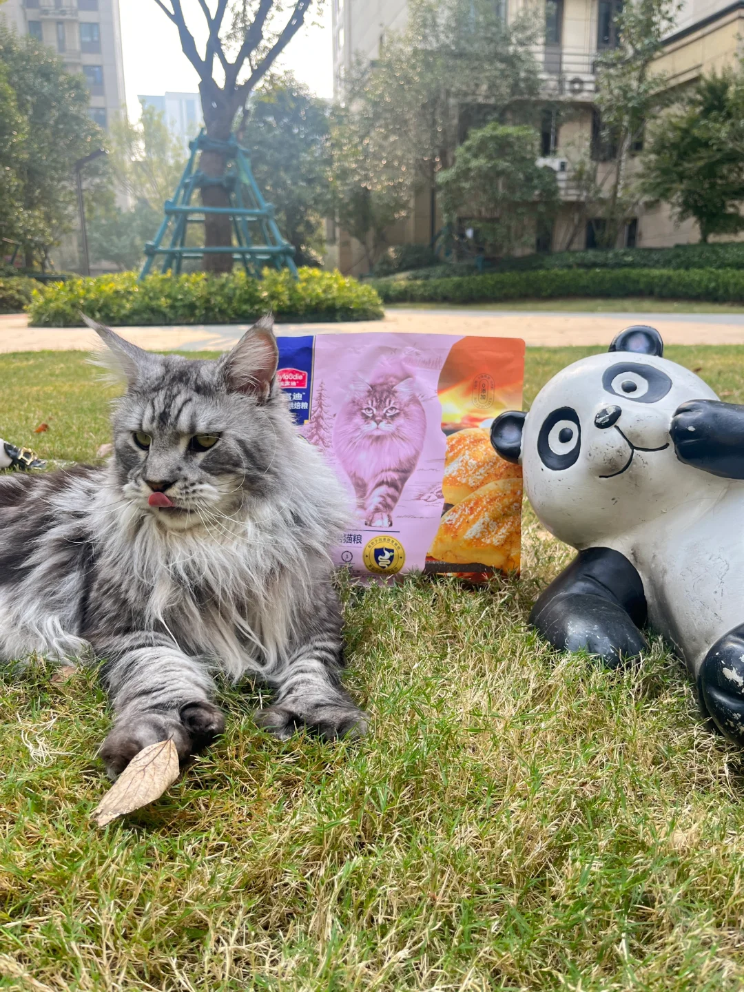 哪有小猫不爱大自然的！🥰