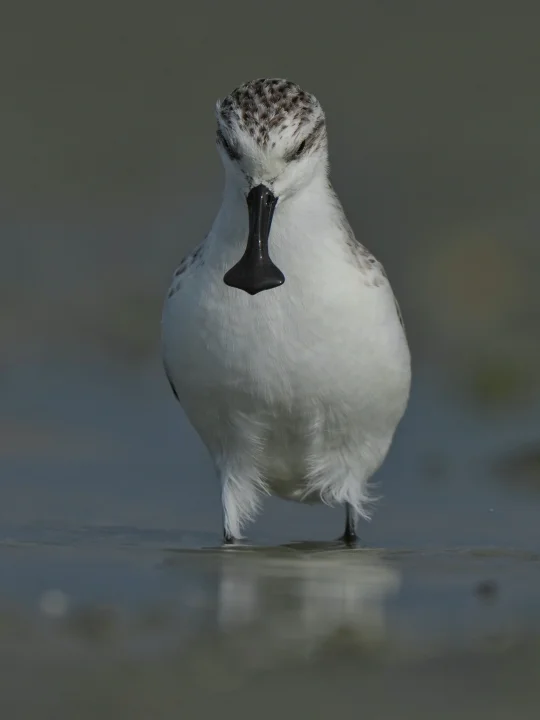 10厘米的彪形大汉