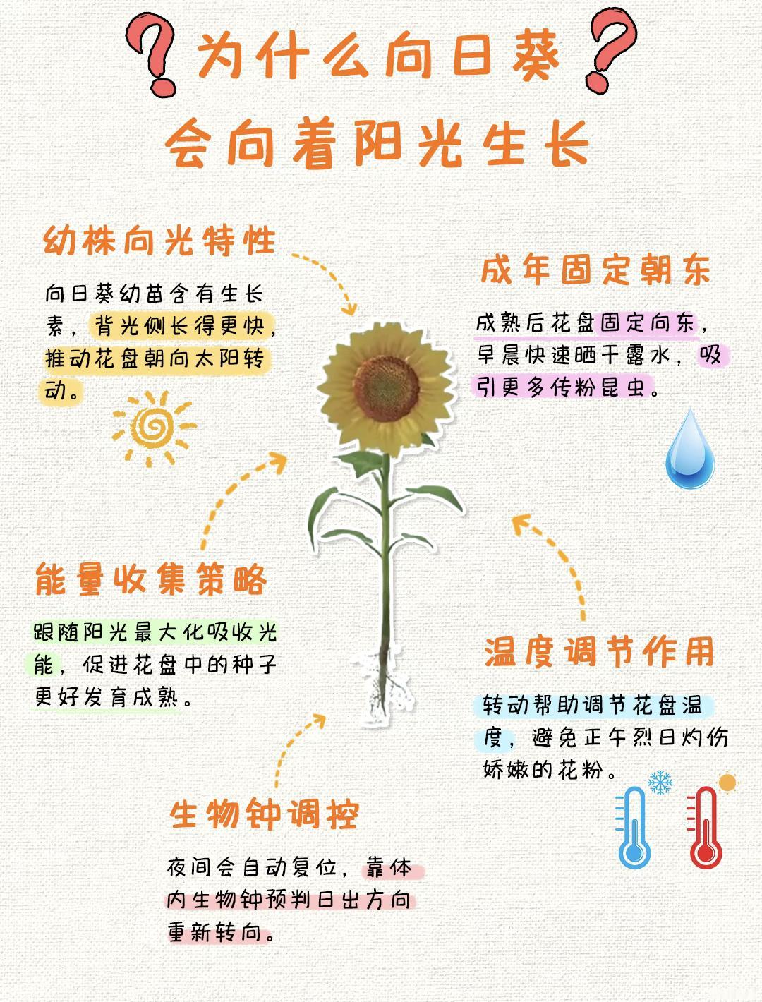 为什么向日葵会向着阳光生长❓