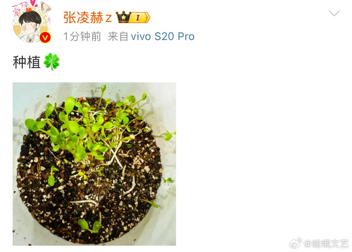 张凌赫种豆芽张凌赫种植豆芽 ​​​