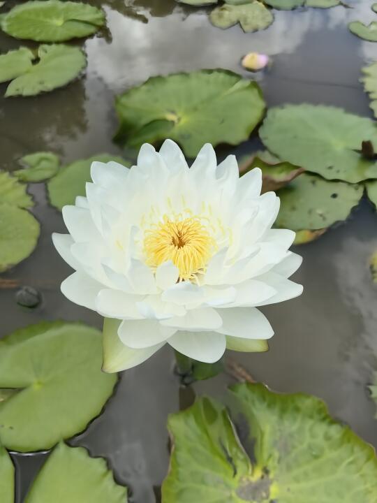 纯白澳洲睡莲