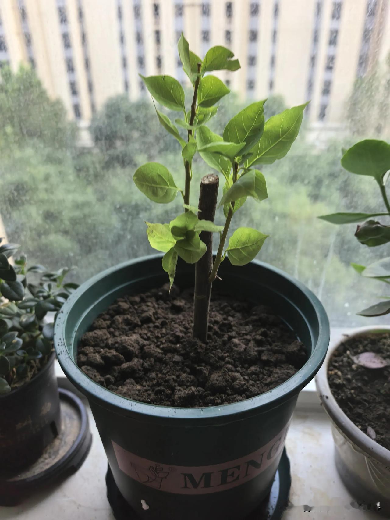 今日分享随手拍照片最近着迷养花种花买了各种花，这是南方烂大街的三角梅，也不知道放