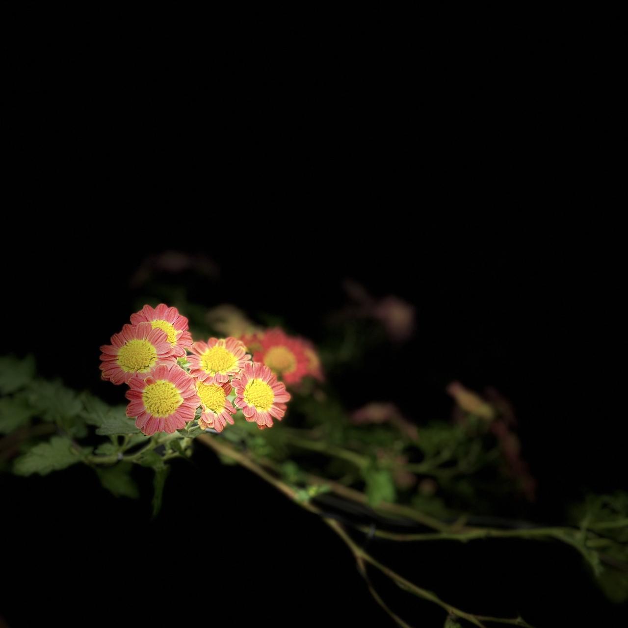 时光深处，美好如初见上热搜 菊花 抖音推广 梅兰竹菊