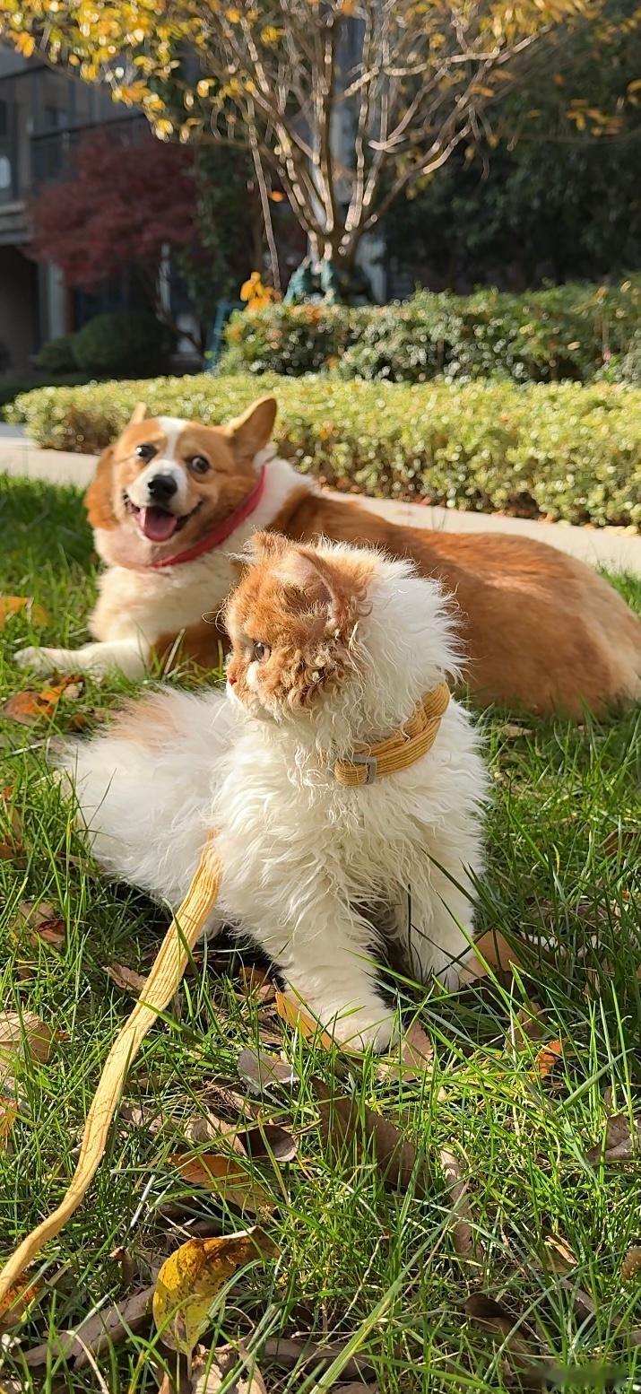 开心的午后☀️还认识了两个新朋友. 