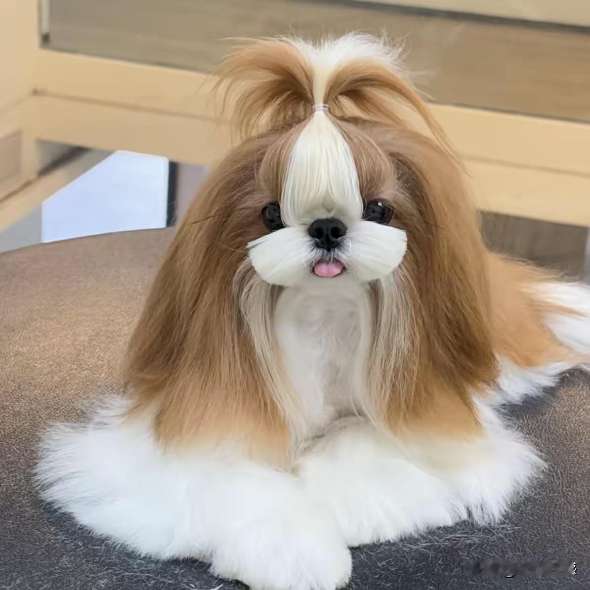 真没有想到，天底下还有这么漂亮的毛孩子，它是如何长成了这样的样子，真是让人百思不