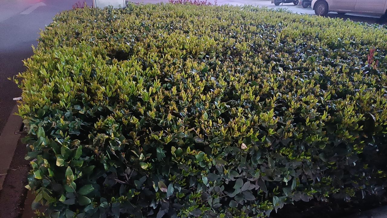 假如有一天，灾难突然降临，狂风卷走安宁，黑暗笼罩大地，我不会慌乱，更不会绝望。