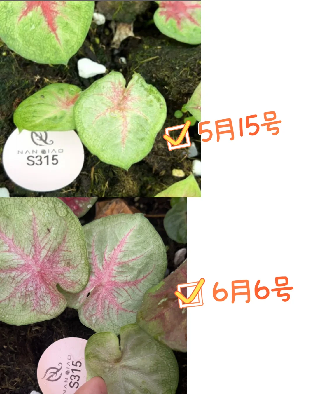 海王成长历程