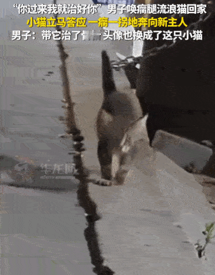 万物皆有灵！山东烟台。一男子在路边偶遇一只腿部残疾、一瘸一拐的流浪小猫。看着小猫