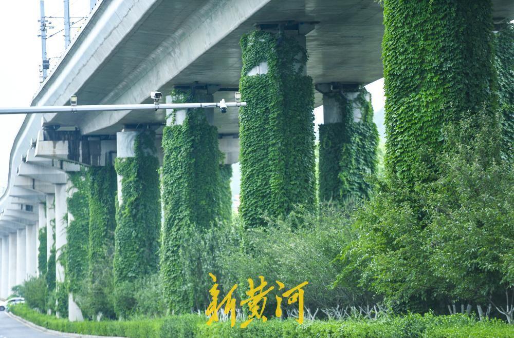 5月20日，初夏时节，在济南地铁1号线高架段沿线，一幅“钢筋水泥披绿衣”的生态画