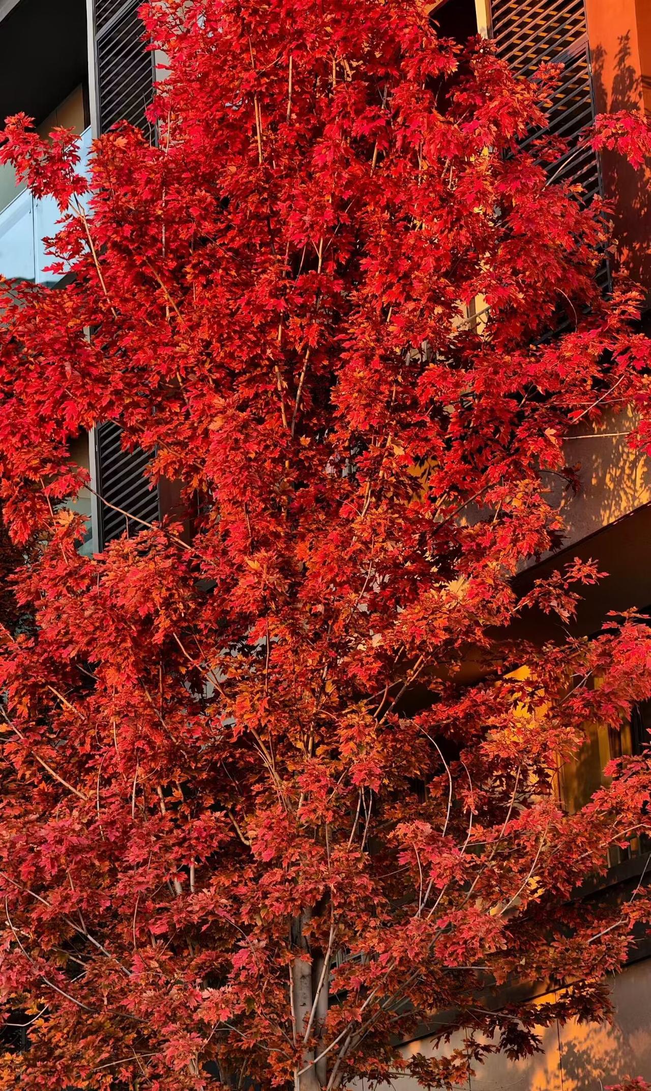 鸿蒙2025年度先锋体验