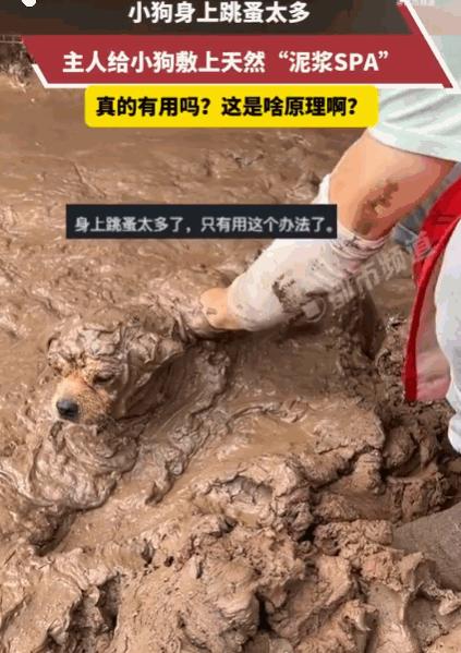 万万没想到！四川，小狗深受跳蚤困扰，浑身痒得不行。主人灵机一动，找来天然泥浆，细