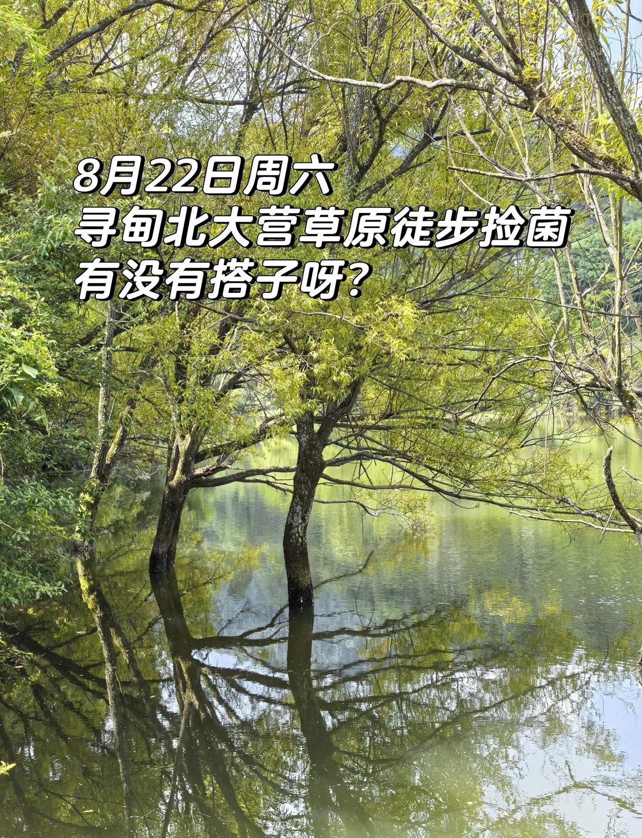 8月22日寻甸北大营草原徒步捡菌找搭子
8月22日周六昆明出发，
寻甸北大营草原