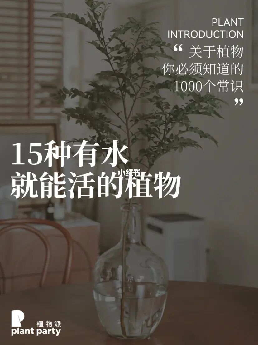 15款高颜值水培植物‼️有水就能养的很好‼️