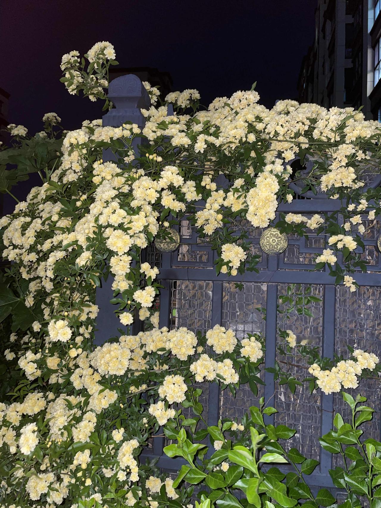 太美了小花花，而且味道香香的，春天的味道好极了