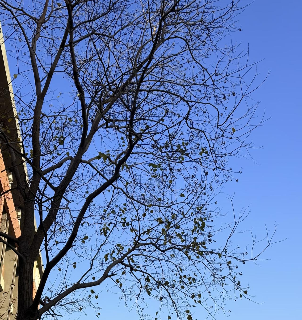 路过街角一抬头，就被这棵树和蓝天的组合戳中了。没有了繁叶的遮挡，枝桠像水墨画里的