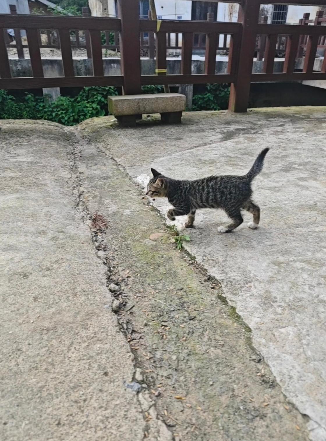 猫咪 萌宠出道计划 猫