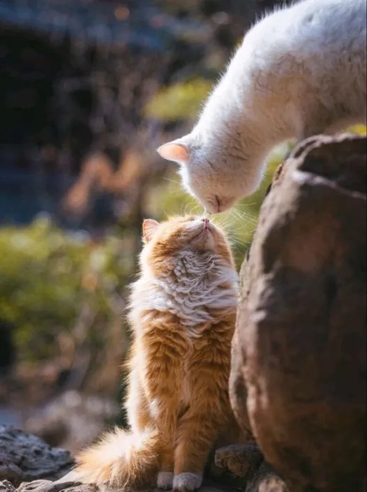 美图欣赏——阳光下的猫咪之吻