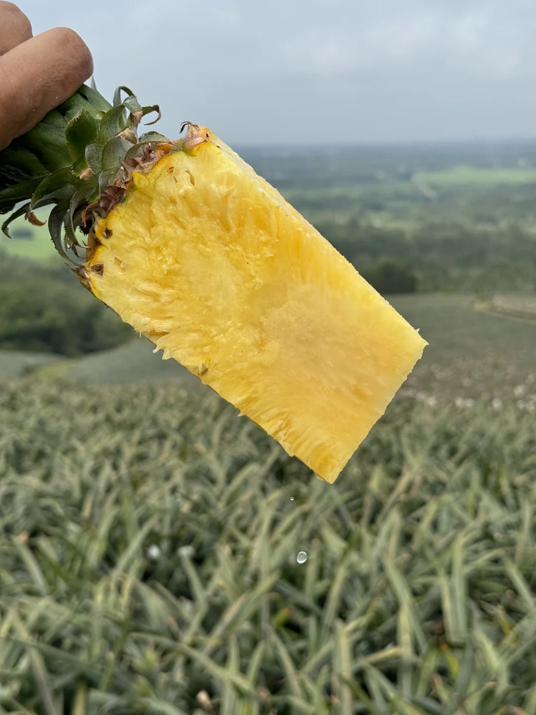 凤梨我们有高糖基地，放心下单，不甜包赔！