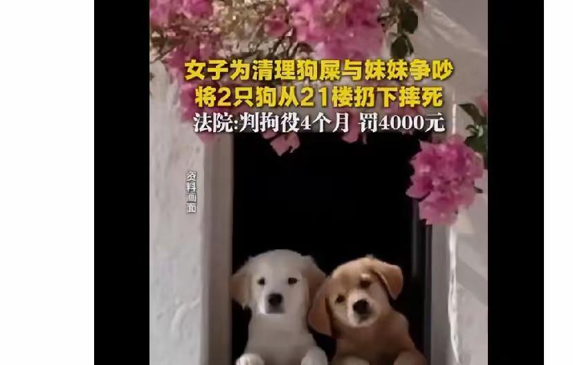 这次的事可能荒唐得让人无语。

女子和妹妹吵架谁清理狗屎，喝酒后失控，把两只狗从