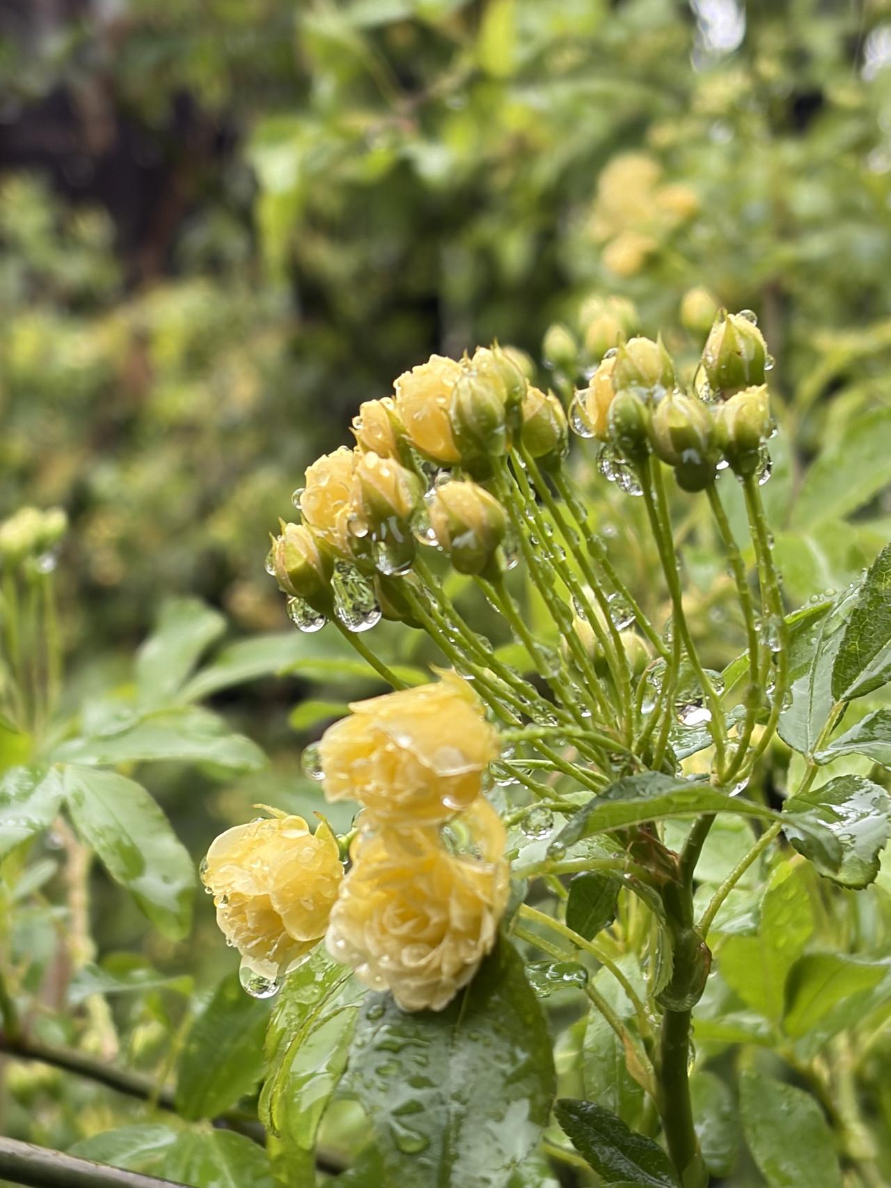 春雨洗尘，繁花待放🌧️

一场春雨过后，黄木香带着满身晶莹雨珠，悄然绽放枝头。