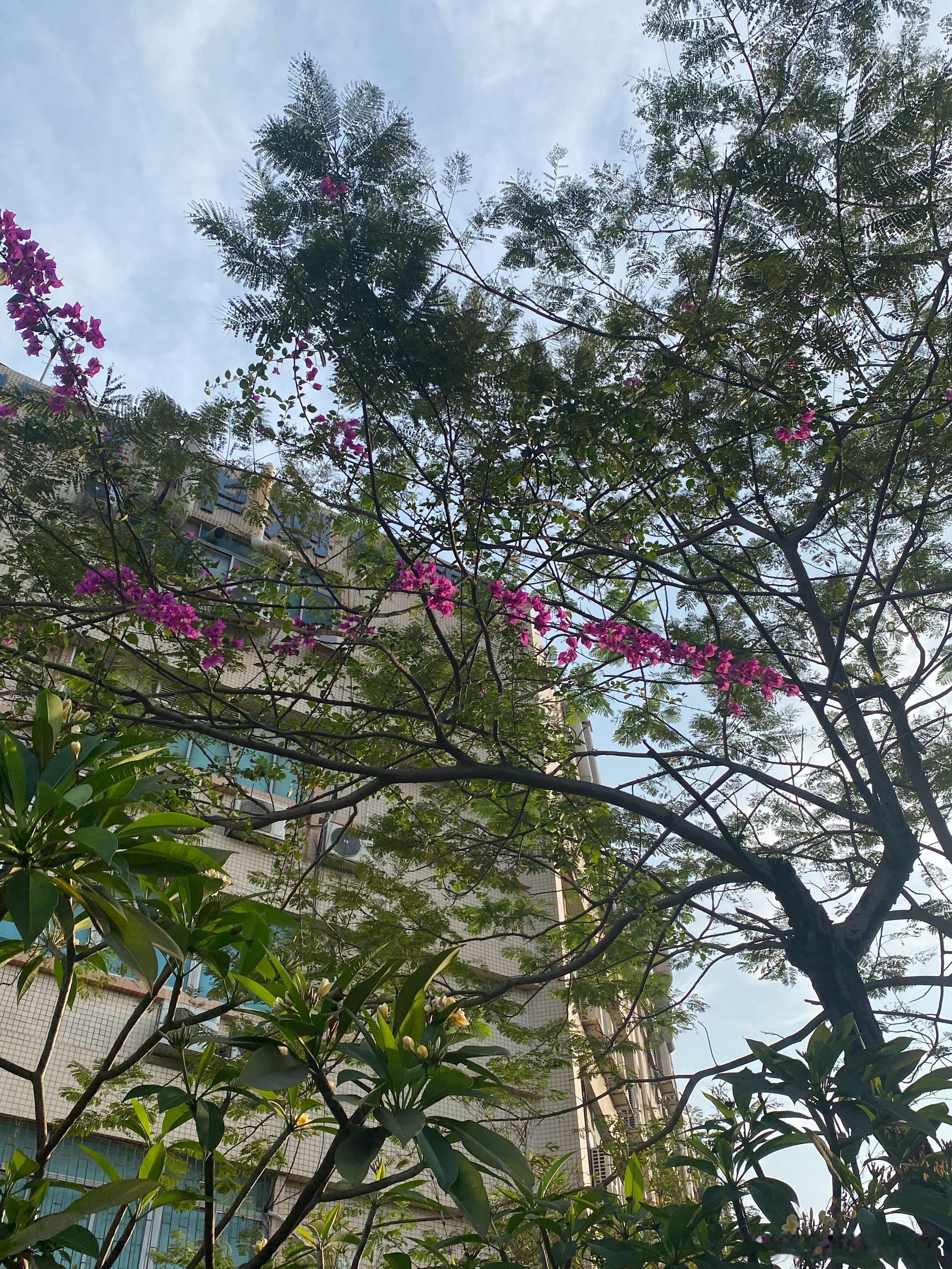 英语[超话]  Let life be beautiful like summe