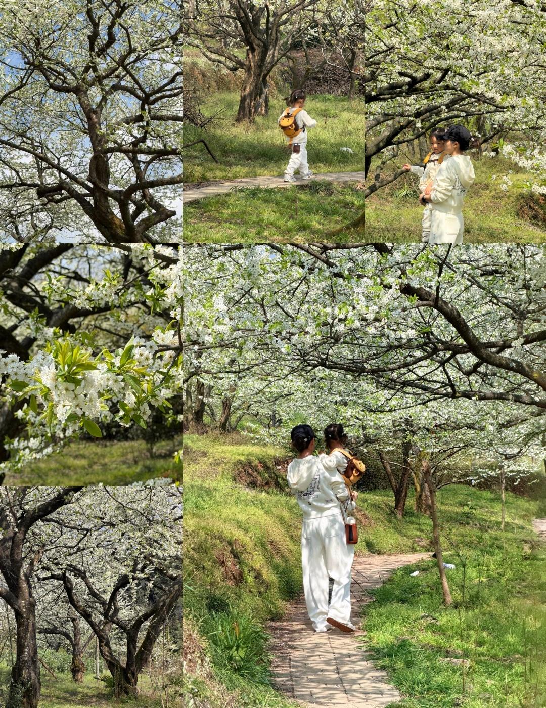 实拍！成都周边漫山李花开了｜🧭大邑大坪山
3月11日实拍！！！ 成都开车🚗出