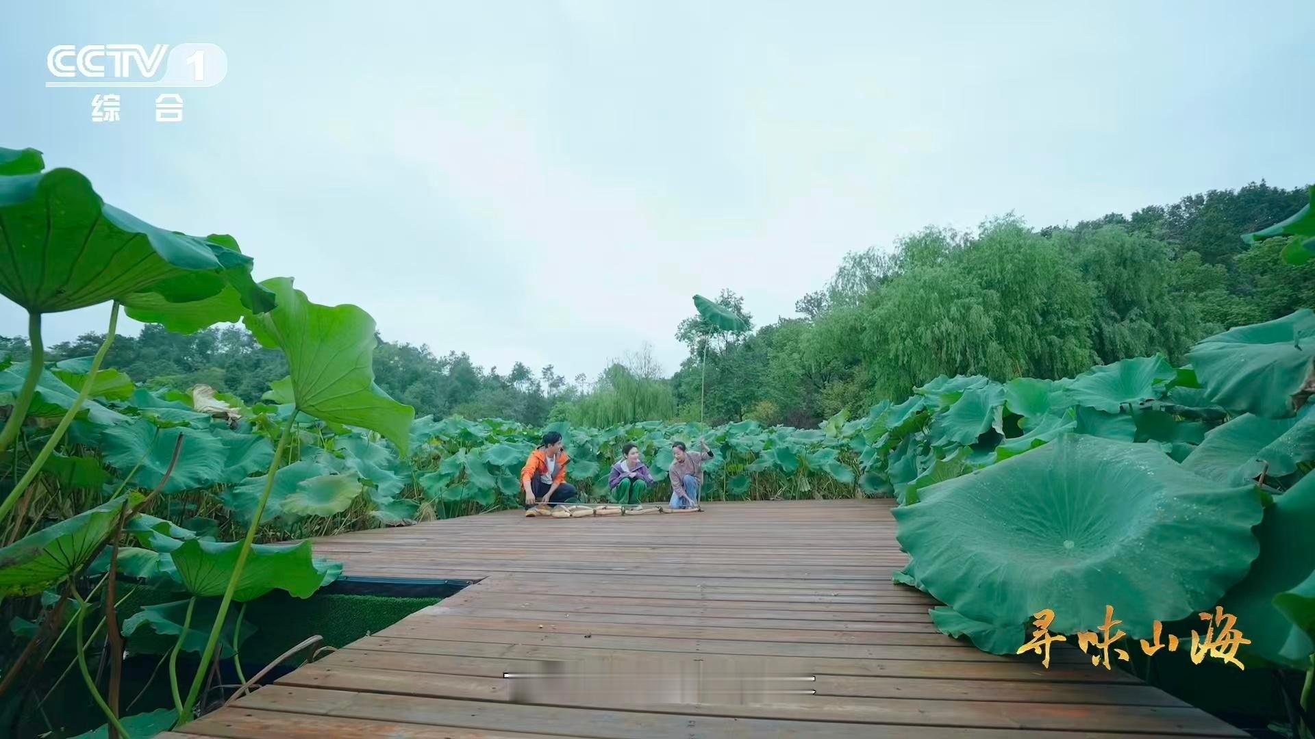 湖北有世界第一长莲藕 世界纪录藕王诞生记！蔡甸千年沃土孕育3.473米超长莲藕，