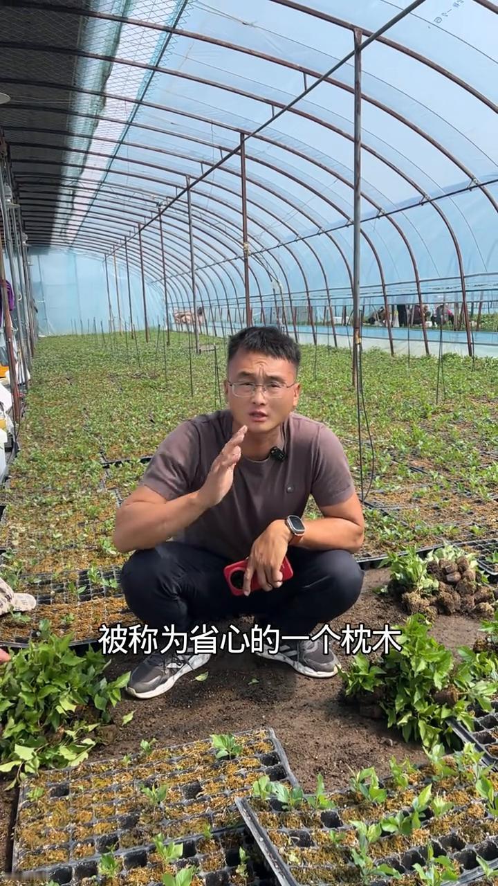 4个方面介绍组培吉塞拉17号砧木苗优势。
为什么吉塞拉17号被称为省心的枕木？它