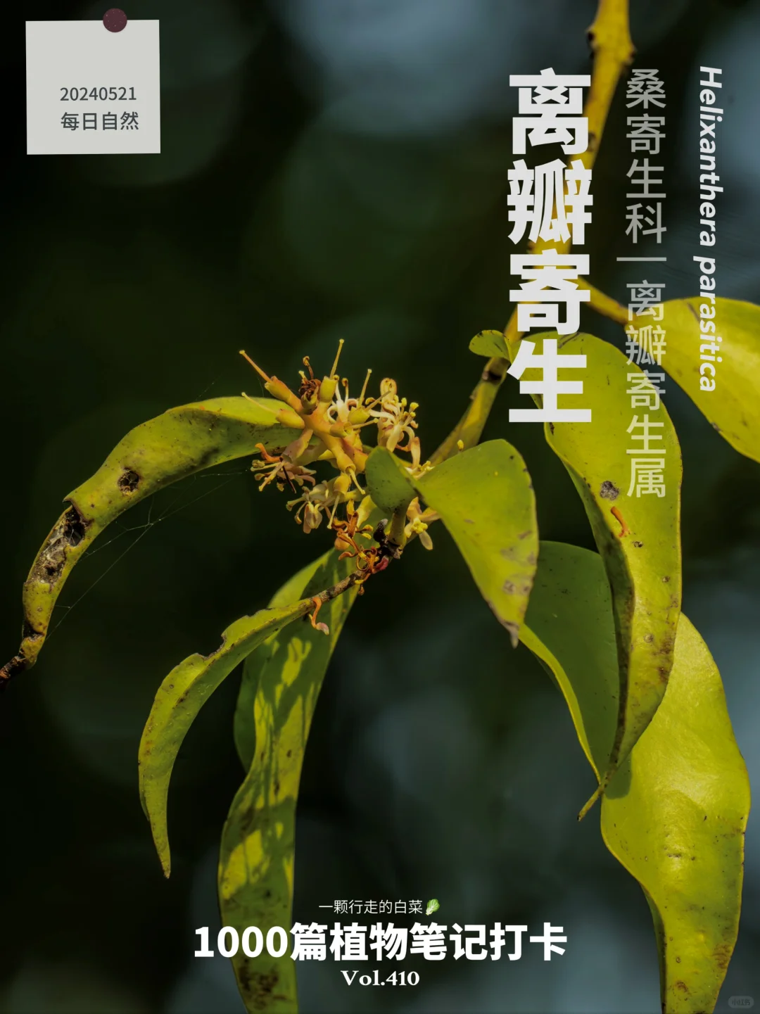 植物笔记410 | 疯狂生长的离瓣寄生