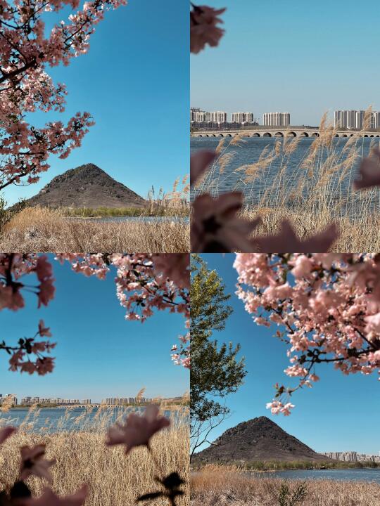 济南“富士山下” 樱花正浓 带娃去赏春吧