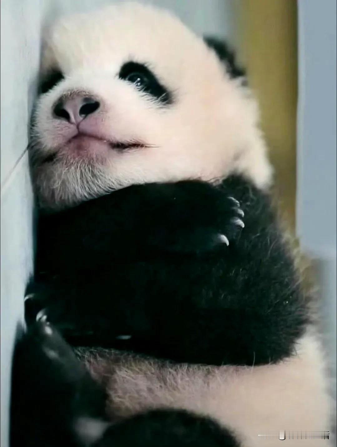 不知道是不是自带滤镜，总觉得福宝的小时候比她两个妹妹更加好看，更加具有灵气。

