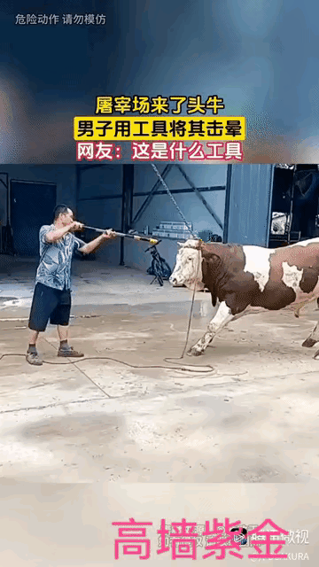 一只大奶牛被拉进屠宰场里，这只奶牛已经进入了生命倒计时了…
当屠夫将这只大奶牛的