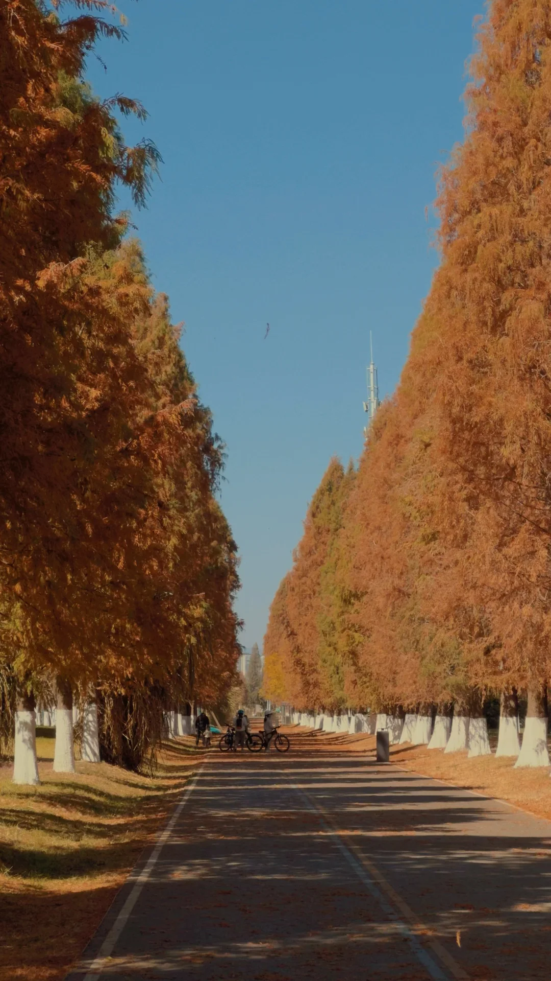 在昆明！这条路含“金”量太高了！！