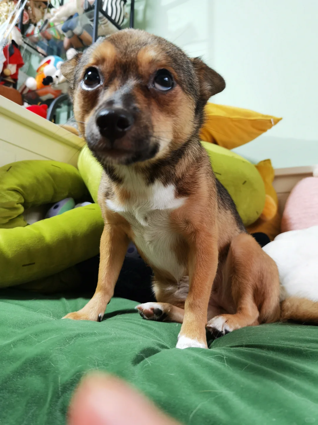 妈咪，妈咪，对不起