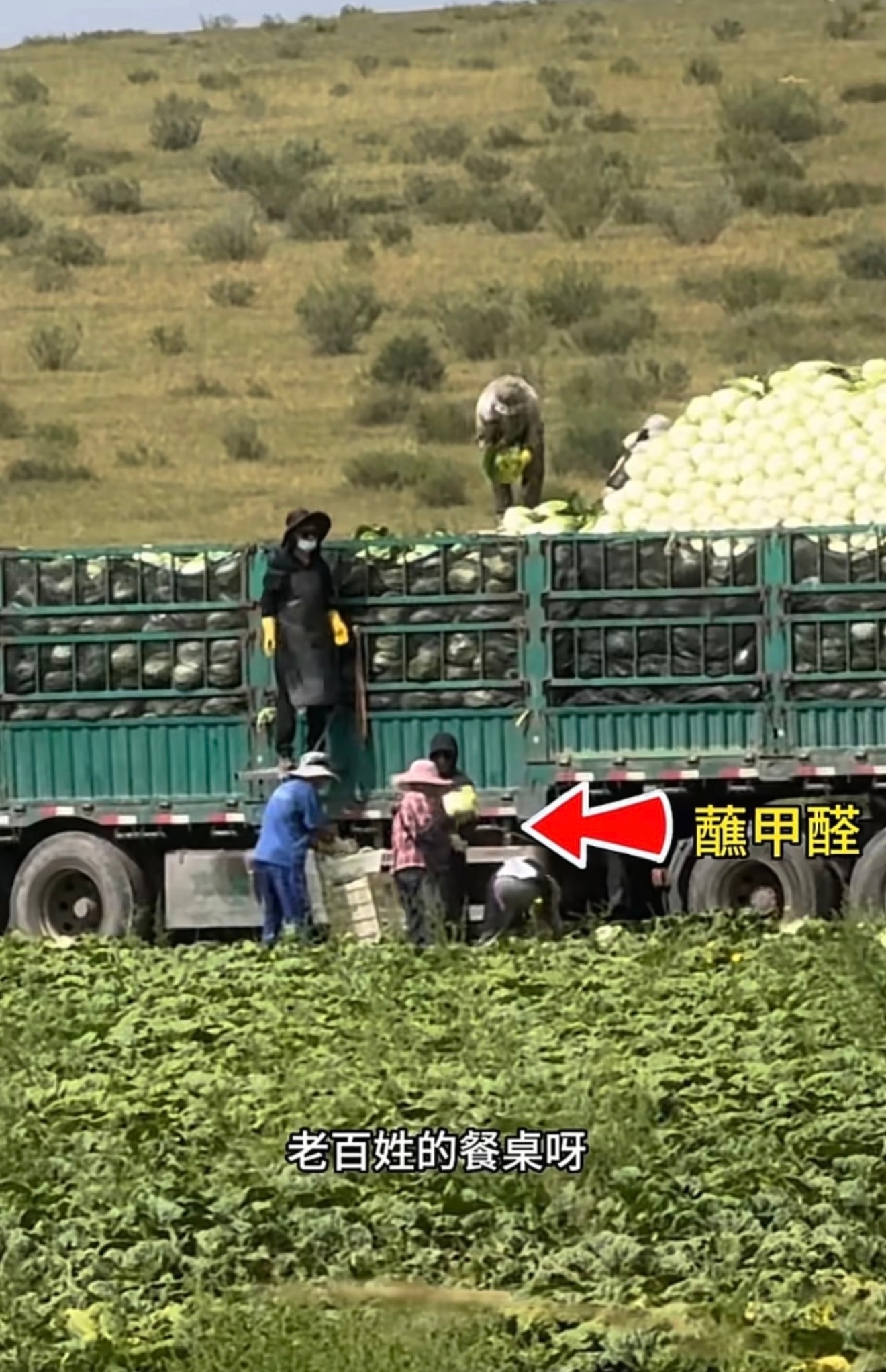 河北一地被曝甲醛泡白菜真的被这条新闻吓到！为了长途运输保鲜，白菜根部直接泡甲醛溶