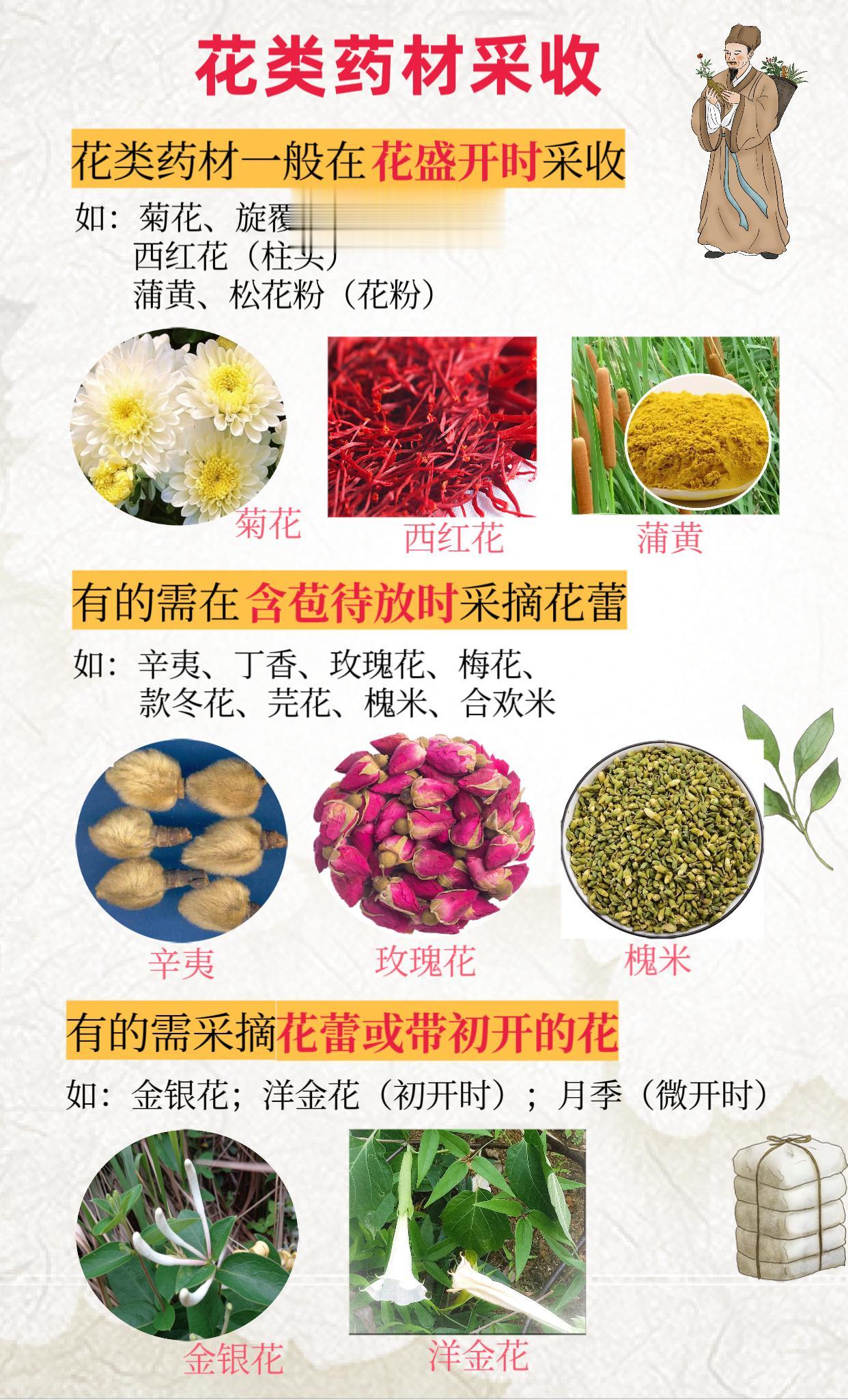 花类中药材的采收 花类药材 中药采收。花类中药材的采收